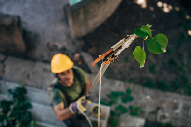 How Our Tree Care Process Works  in Geneva, WA